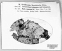 Poria vaporaria image